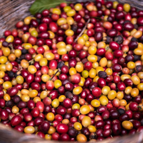 Cerises Las Isabellas