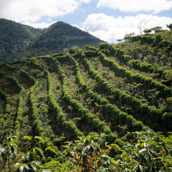 Caféière à flanc de coteau