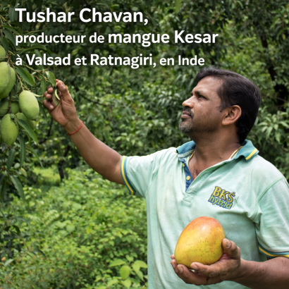 Tushar, notre producteur de Mangue