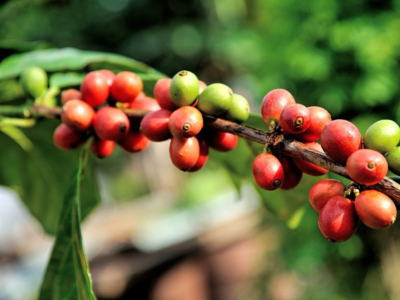 Le café en grain d'Amérique du Sud et Centrale