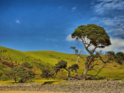 La culture du café en Afrique