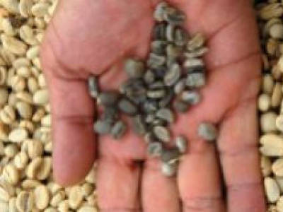 Grain de café : comment est-il cultivé ?